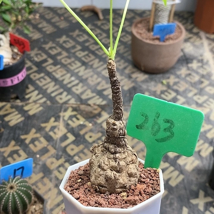 龟甲火桐多肉植物