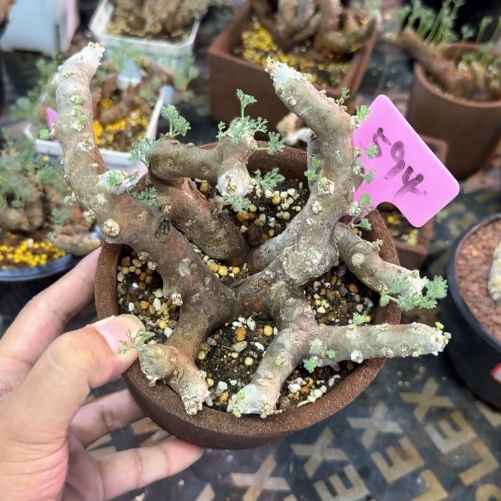 黑皮月界多肉植物