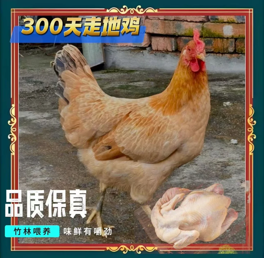 江西散养一年以上土鸡现宰现杀包邮到家