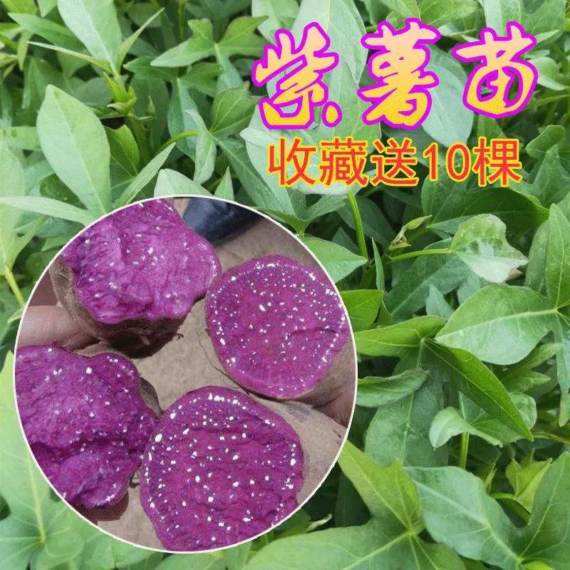 紫罗兰紫薯苗山东地瓜苗紫薯苗紫蜜薯苗紫薯秧苗育苗栽种