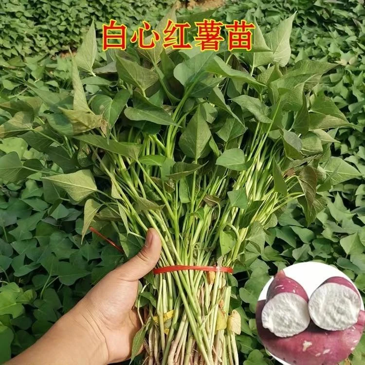 白心淀粉薯山东红薯苗红皮白心地瓜秧苗 红薯蜜薯苗高淀粉薯苗