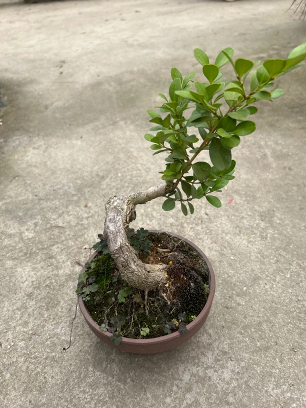 黄杨黄杨黄杨黄杨