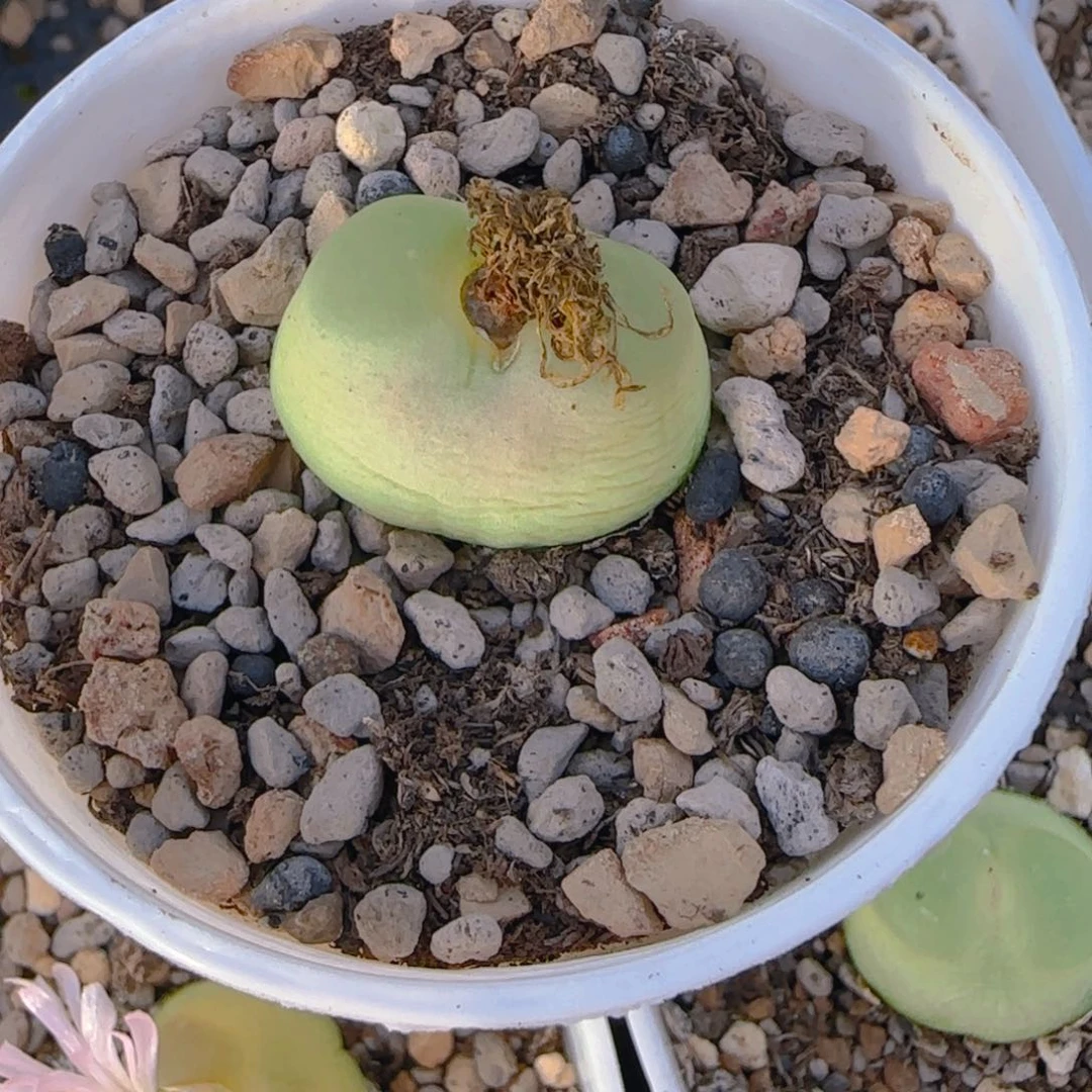 ?****?多肉拉登啊啊啊啊