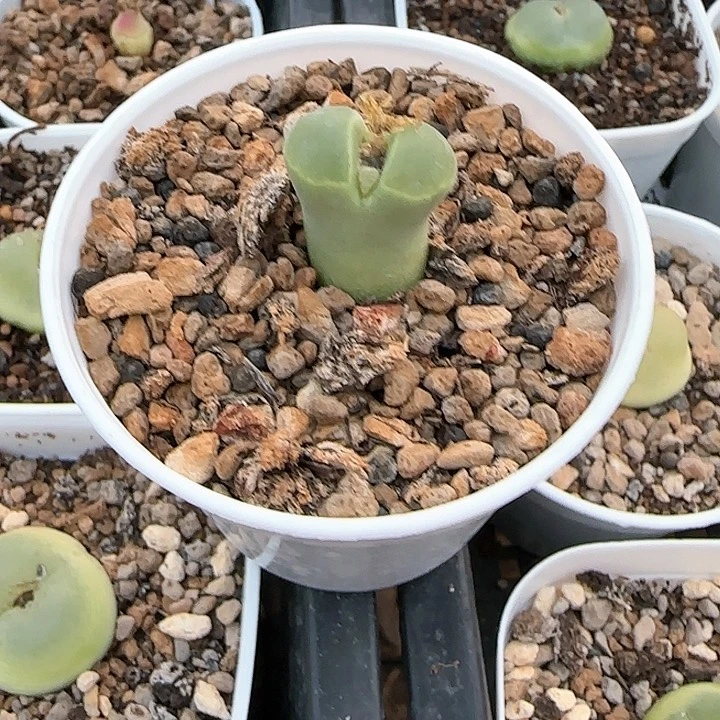 草****g多肉y400啊啊啊啊