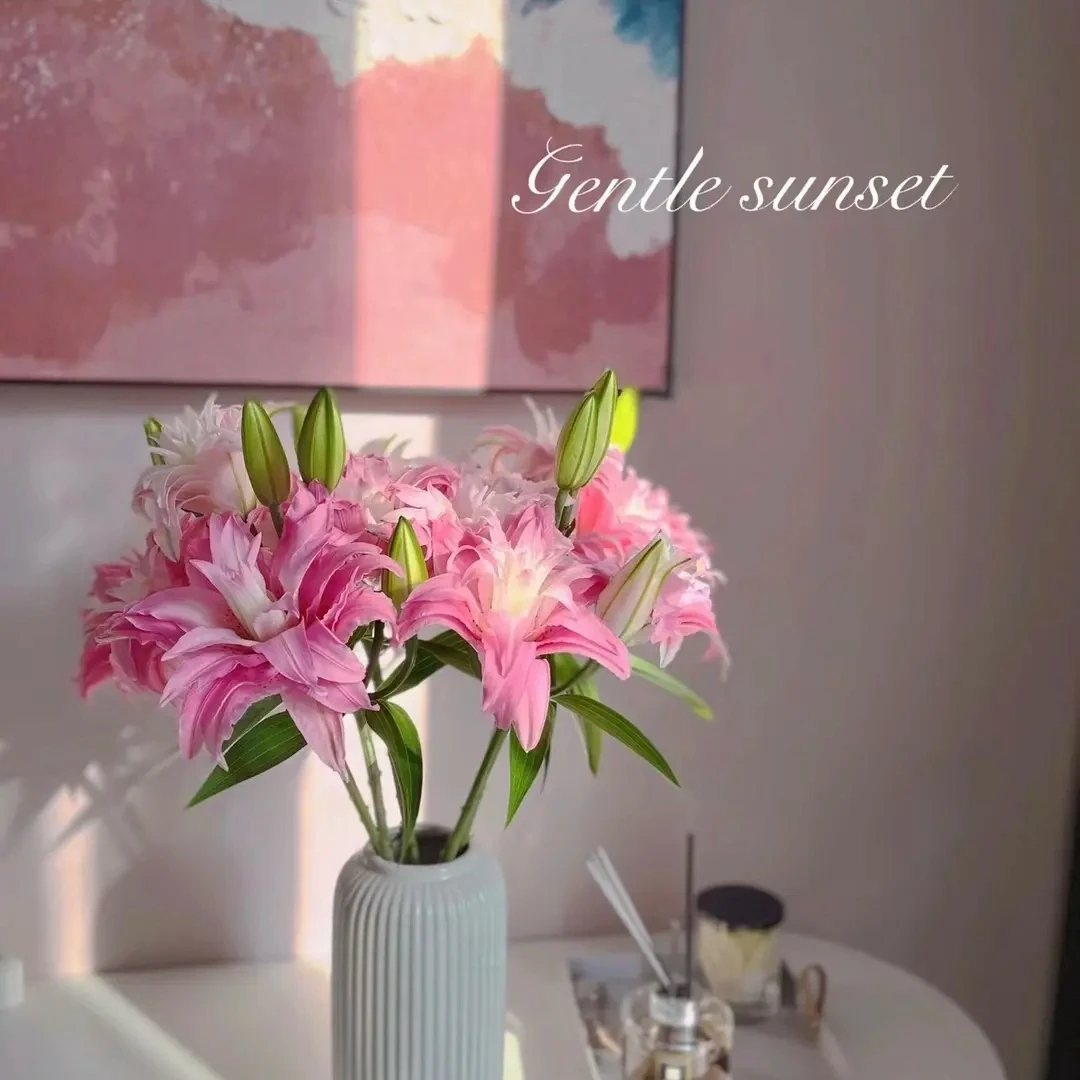【粉黛女神】淡香型重瓣香水百合水生鲜切花基地直发顺丰包邮