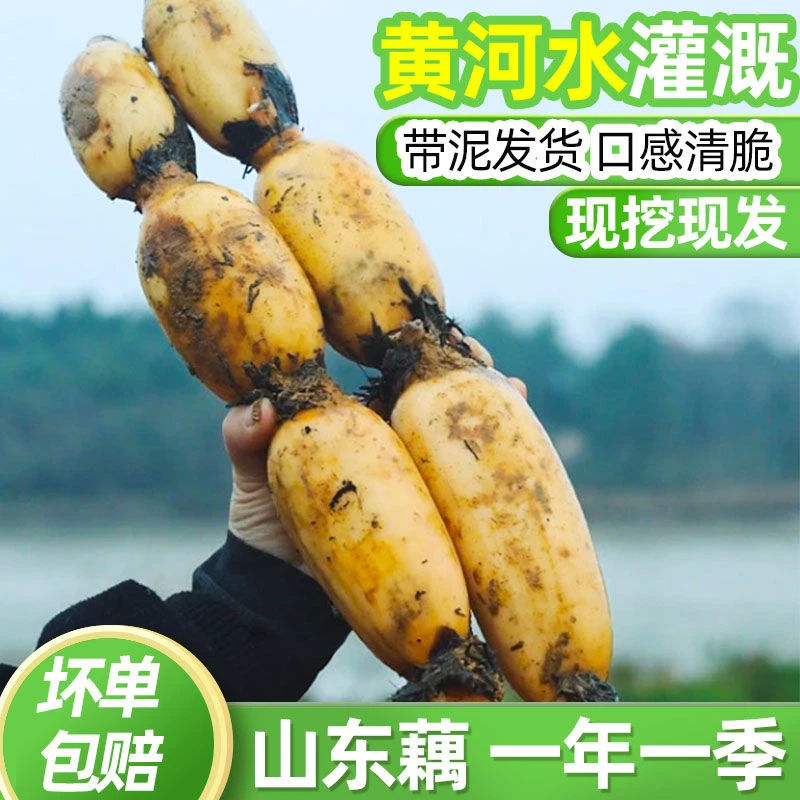 山东黄河口鲜藕新鲜现挖九孔莲藕脆甜脆藕凉拌菜粉藕炖汤汤段带泥