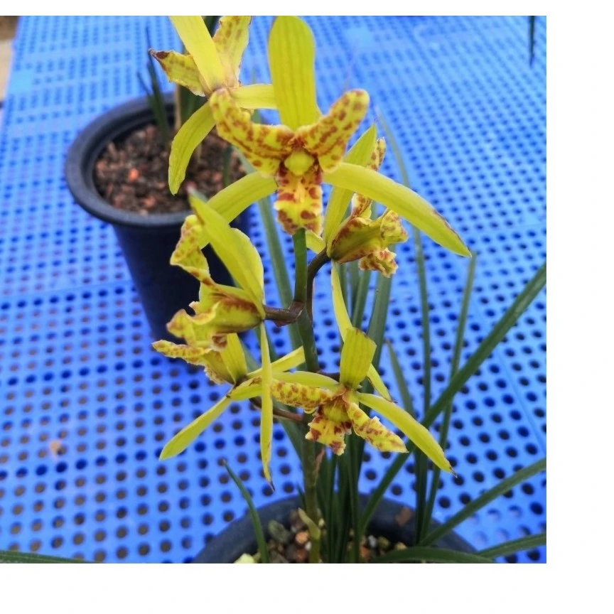 直播间一物一拍10链接蕙兰