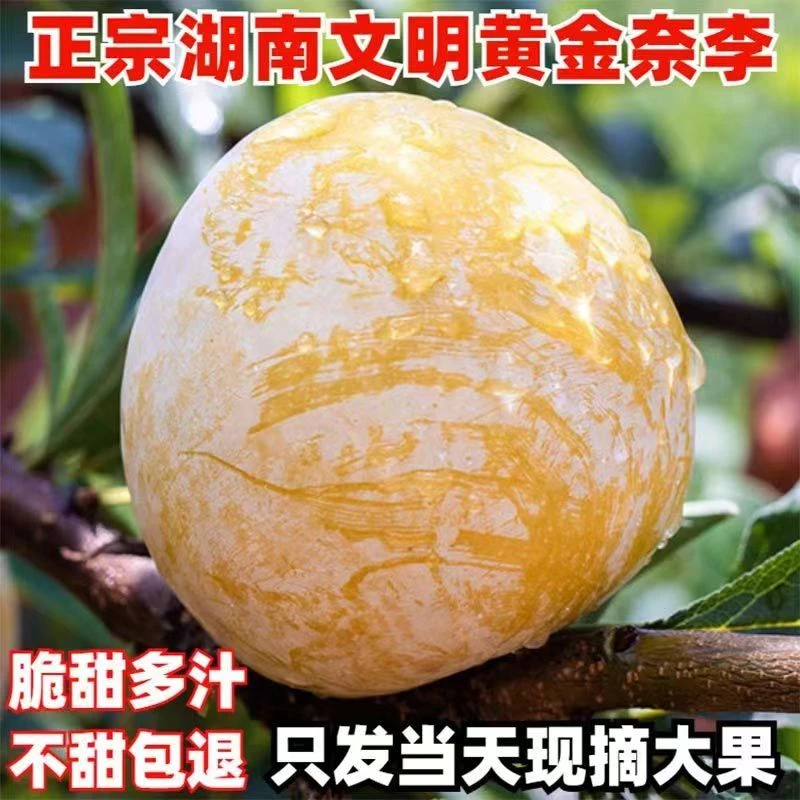 正宗湖南汝城黄金奈李脆甜爽口脱骨多汁孕妇应季水果3/5斤包邮