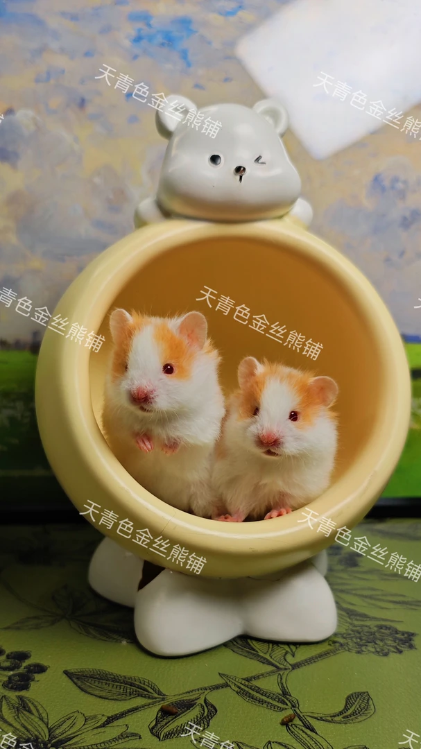 金丝熊 眼线 波利 肉桂