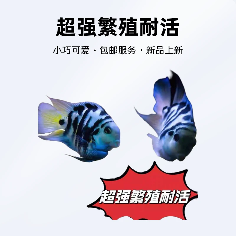 迷你鹦鹉鱼白金宝蓝色热带观赏鱼淡水宠物鱼练手迷你宠物活体繁