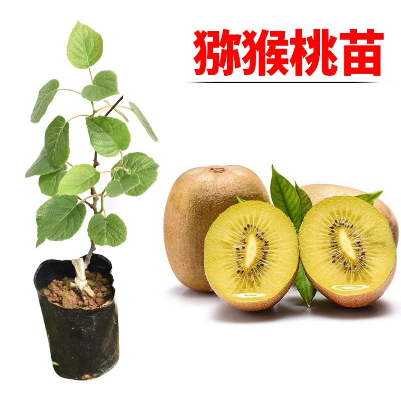 红心猕猴桃苗红阳猕猴桃苗树苗嫁接苗带土带叶南北方种植地栽盆栽