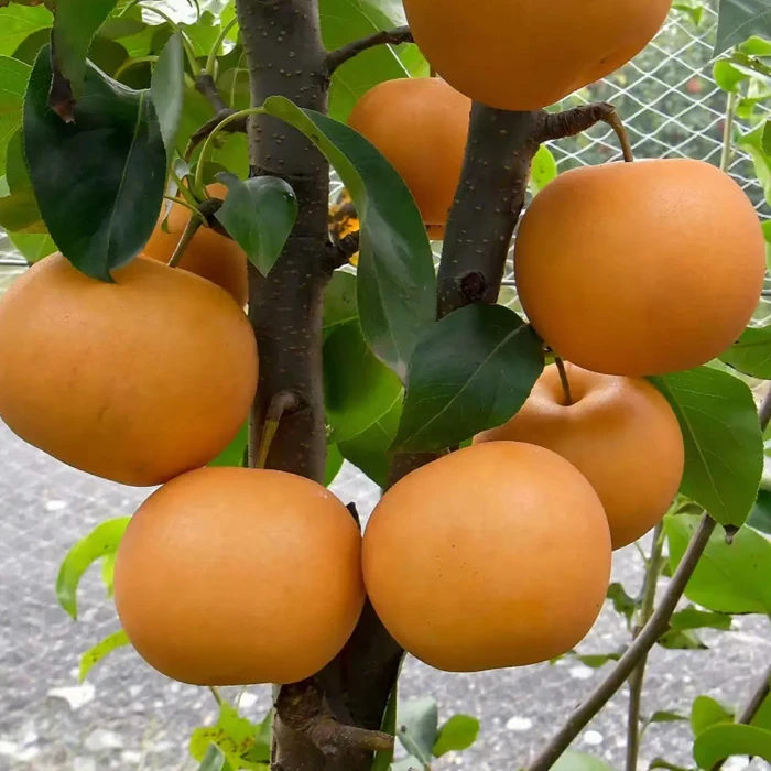 秋月梨苗嫁接果树苗南北方可种植可盆栽地栽带土发货
