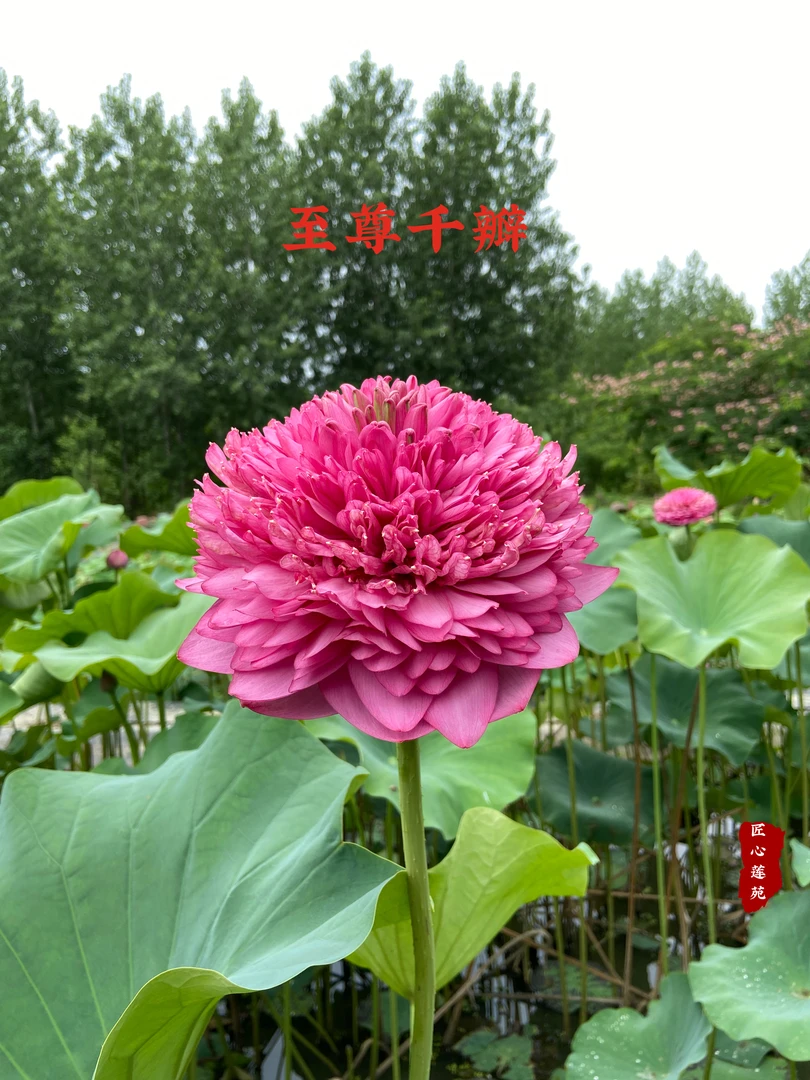 至尊千瓣 【匠心莲苑】 大型荷花 大缸大盆池塘花园首选精品荷花