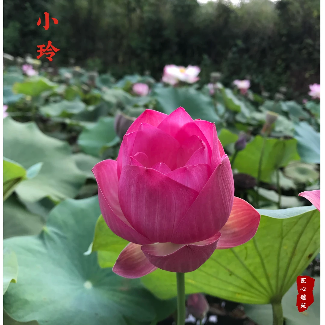 小玲【匠心莲苑】小微型碗莲 25厘米内径盆种植 微型莲花