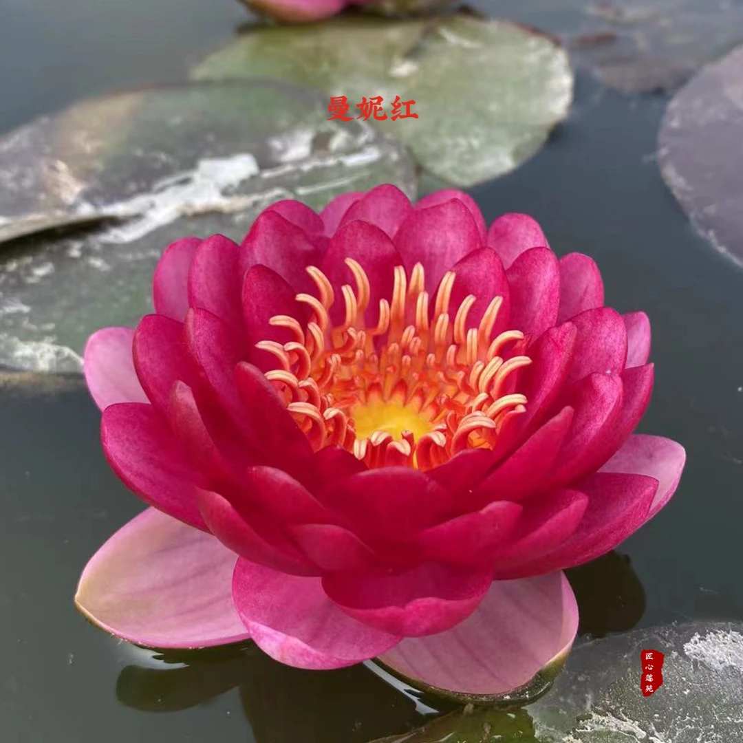 曼妮红【匠心莲苑】耐寒睡莲 中大型 深红色 非常优秀的选育品种