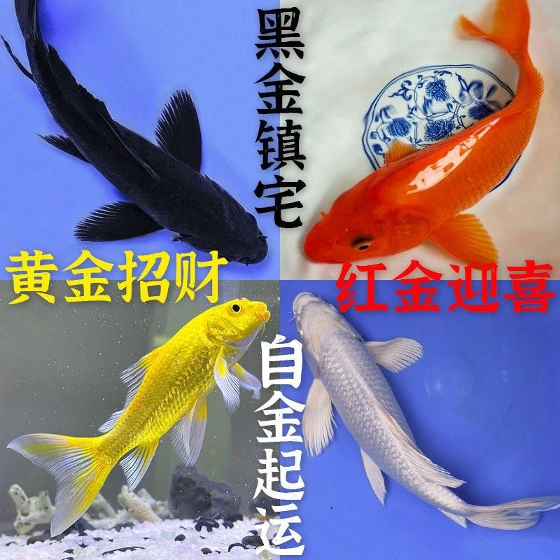 【德系龙】13-15cm冷水耐活锦鲤淡水鱼观赏鱼金鱼鱼苗红鲤