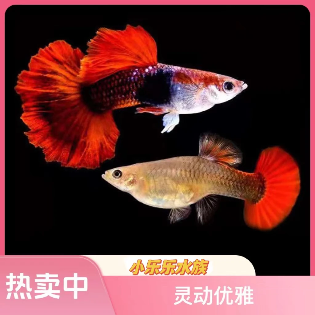 大背折扇孔雀鱼淡水热带小型观赏鱼 饲养简单