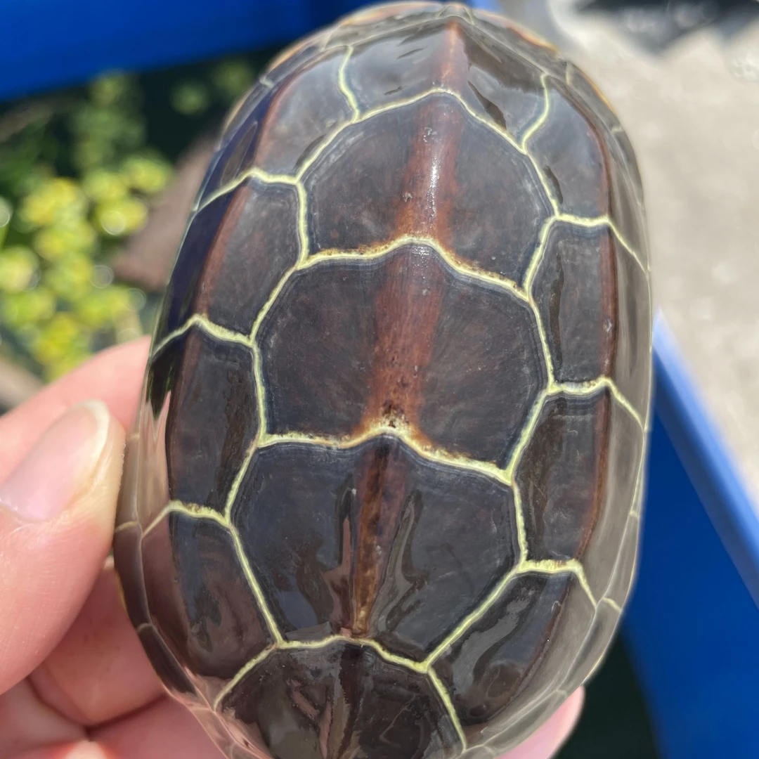 精品苏北金线草中华草龟墨龟纯外塘冷水自然越冬（6-8厘米）