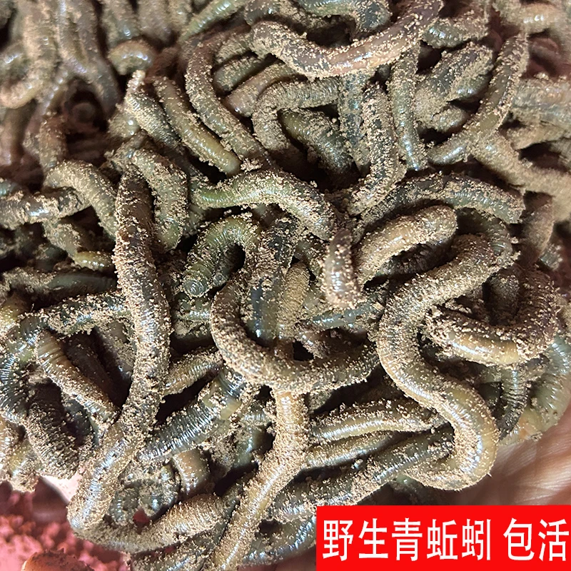 鲜活活体青蚯蚓钓黄鳝钓鱼活饵黑蚯蚓沪地龙饵料下地笼诱饵松土