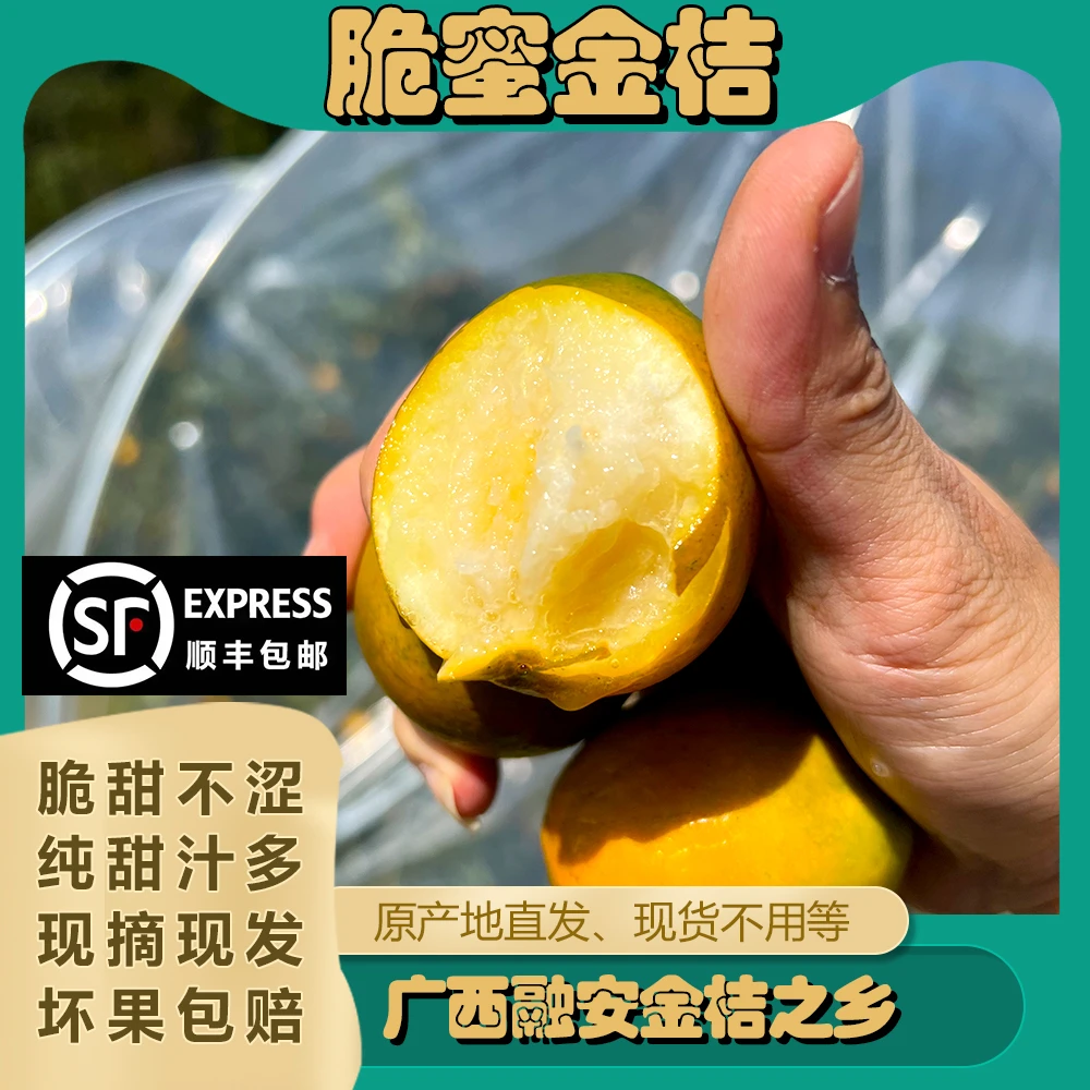 【脆蜜金桔】广西融安脆蜜金桔金柑纯甜金桔新鲜带皮吃水果现摘现发