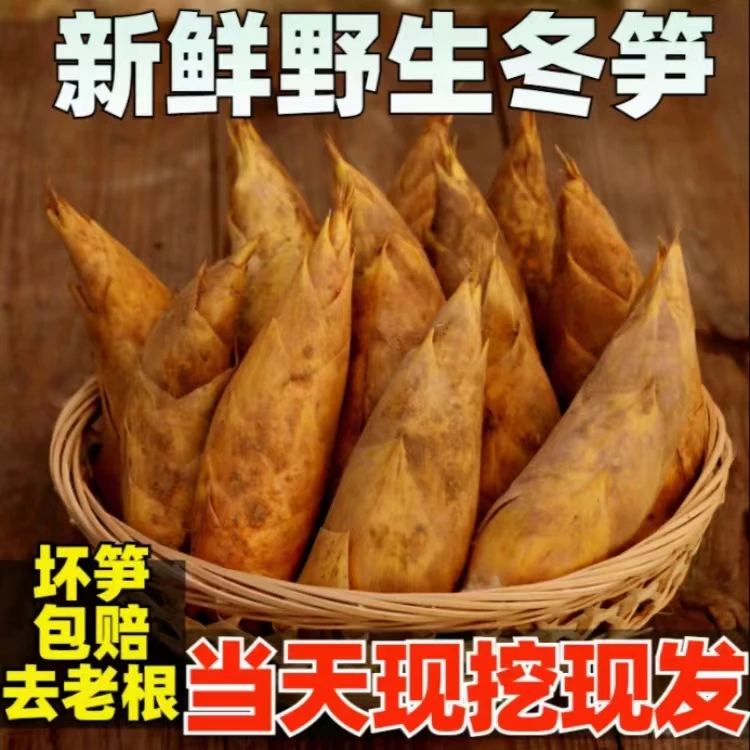 浙江临安优质新鲜冬笋天目山营养清脆两头尖现挖现发农家鲜笋