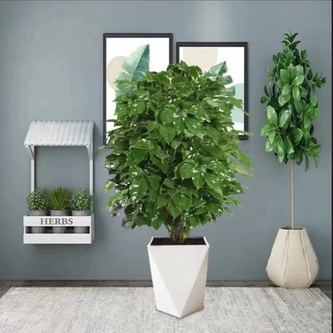 【苏阁】幸福树带盆客厅大盆栽四季常青美观大植物绿宝植物