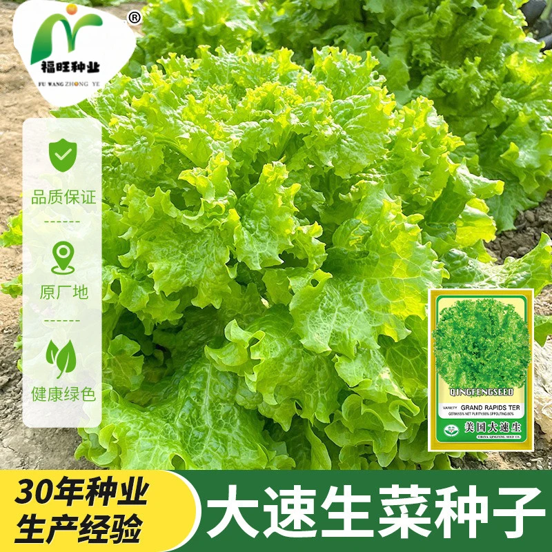 【全店满5元包邮】美国大速生菜种子四季播种生菜易种植可盆栽生吃
