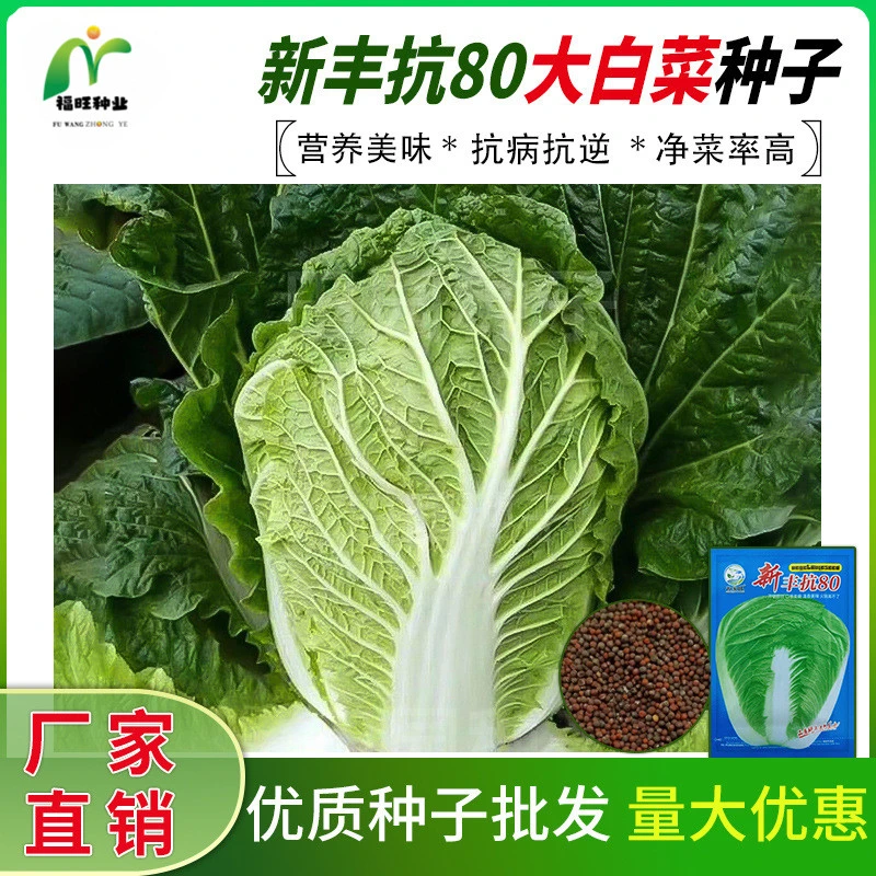 【全店满5元包邮】丰抗80大白菜种子白菜籽蔬菜白菜种孑播蔬菜种子