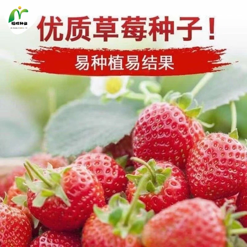 【全店满5元包邮】草莓种子四季易活草莓籽庭院阳台盆栽室内外花卉