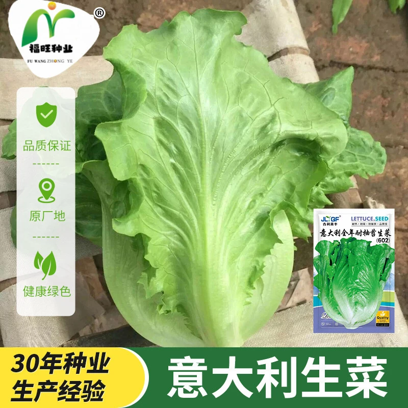 【全店满5元包邮】意大利生菜种子罗马生菜王耐抽薹生菜种籽肉厚脆