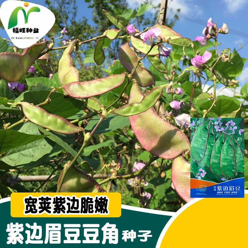 【全店满5元包邮】紫边眉豆种子大宽扁豆角种籽搭架爬藤蛾眉豆芸豆