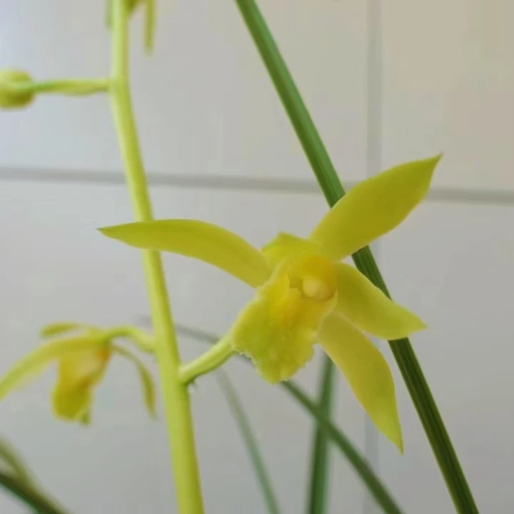 九华蕙兰湖北随州原产地原生种苗素心浓香