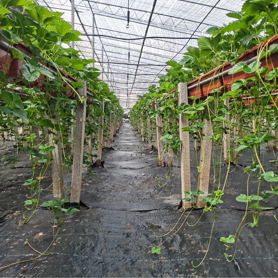 艳梅+金港--高架-地栽育苗手册工具