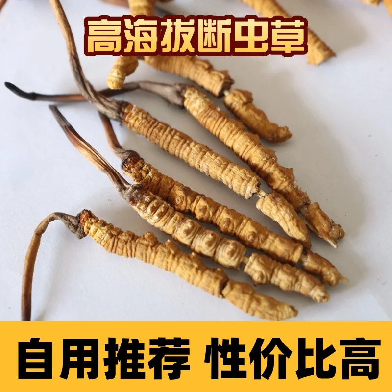 【断草】西藏那曲青海杂多断冬虫夏草断虫草高海拔天然自用性价比高