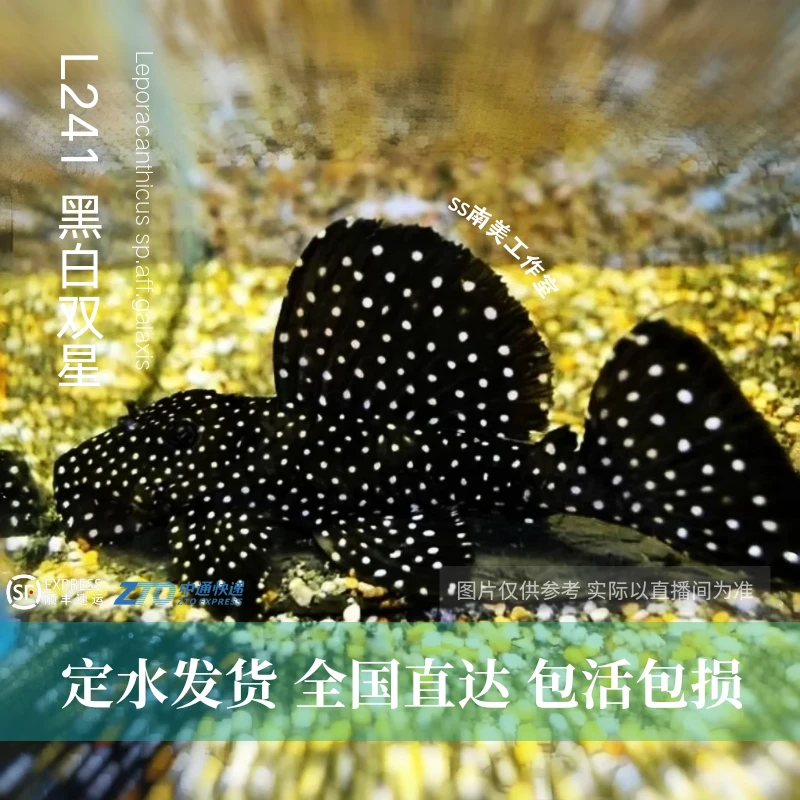 SS南美工作室 黑白双星异型鱼