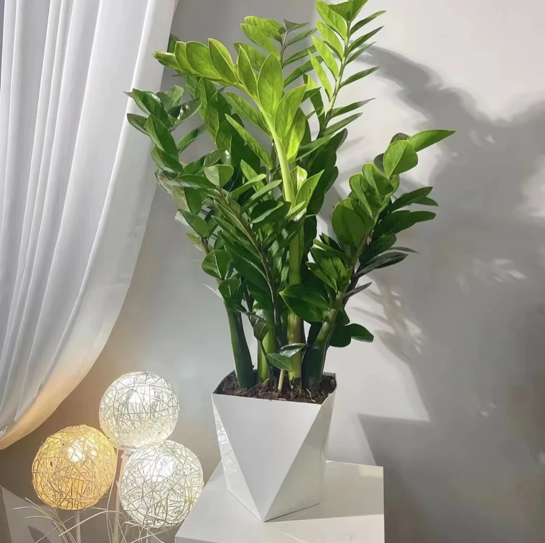 精品金钱树盆栽钱串子耐旱植物室内客厅办公室批发绿植净化空气