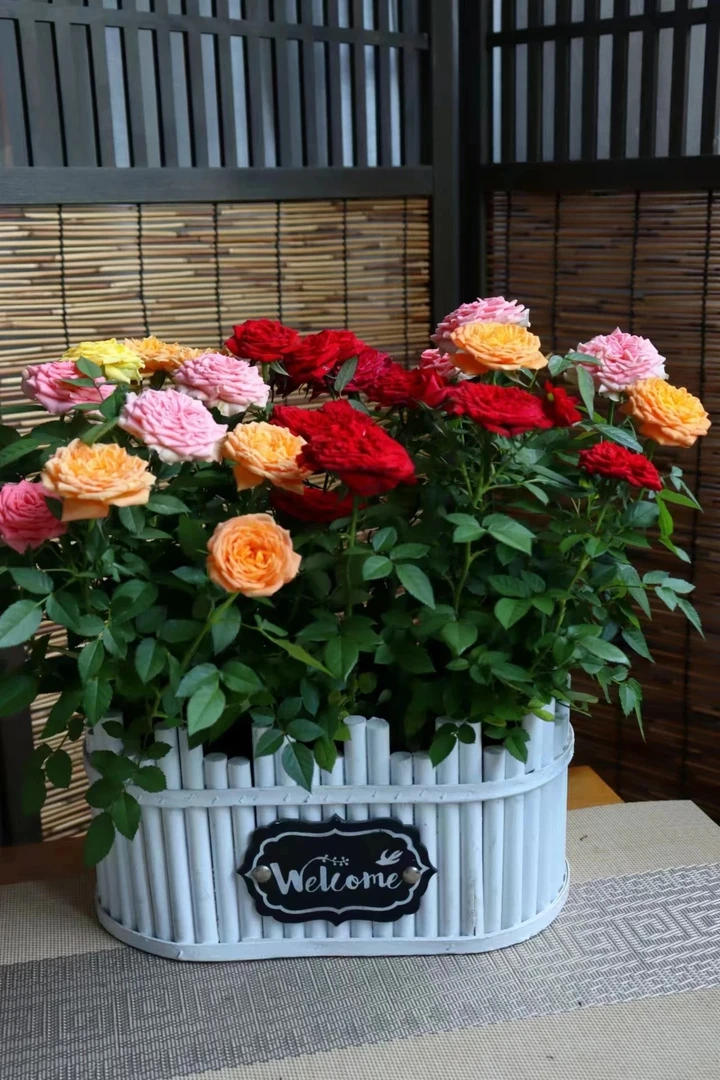 特惠4盆福利（ 红珍珠 粉芭比 仙度瑞拉 金凤凰）玫瑰花苞盆栽