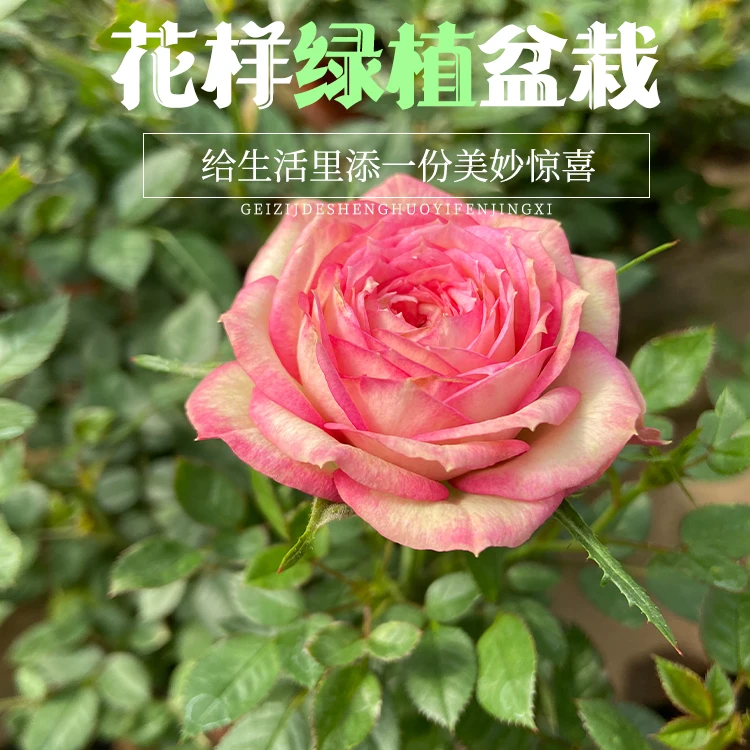 花卉小艾莎苗带花苞开花盆栽花卉室内庭院精选绿植花卉