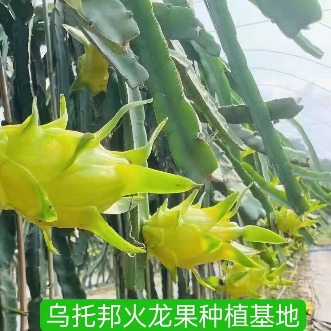 无刺黄龙火龙果苗 以色列黄龙 黄皮白肉火龙果苗 阳台花园种植