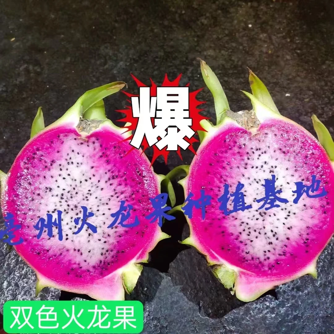 精品双色火龙果苗 双色一号 双色二号 水晶双色 白里透红火龙果苗