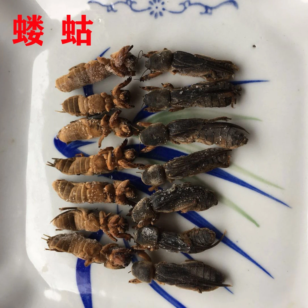 冷冻发货昆虫十八怪蝼蛄小土狗500g包邮烧烤油炸美味小吃餐饮特色