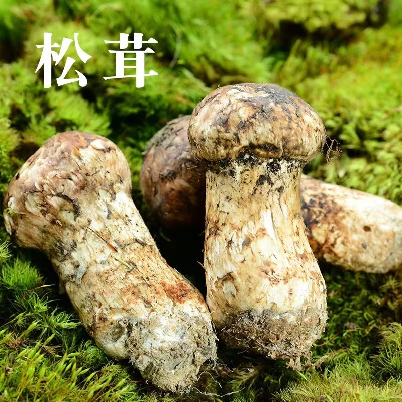 云南新鲜野生菌松茸采摘肉香味美营养产地直发包邮顺批发尤莱特