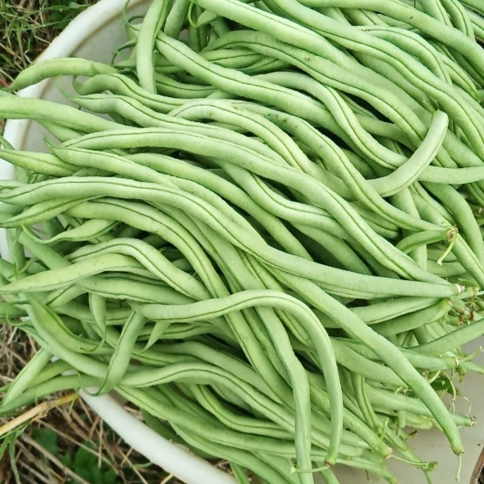 【无丝无筋】新鲜采摘四季豆无筋豆扁豆3斤5斤9斤