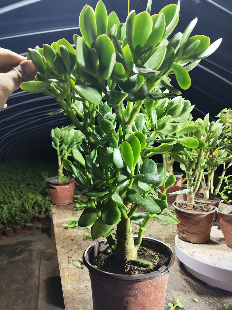 精品独杆老桩玉树