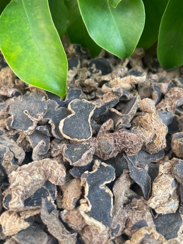 【阿海精选】山货土黑参