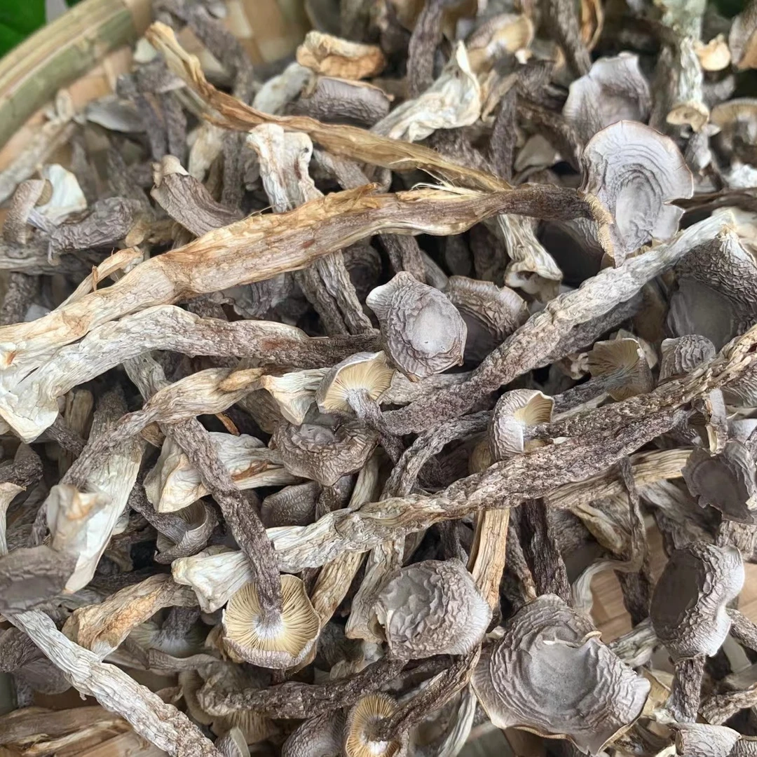 【阿海精选】 土特产鹿茸菇