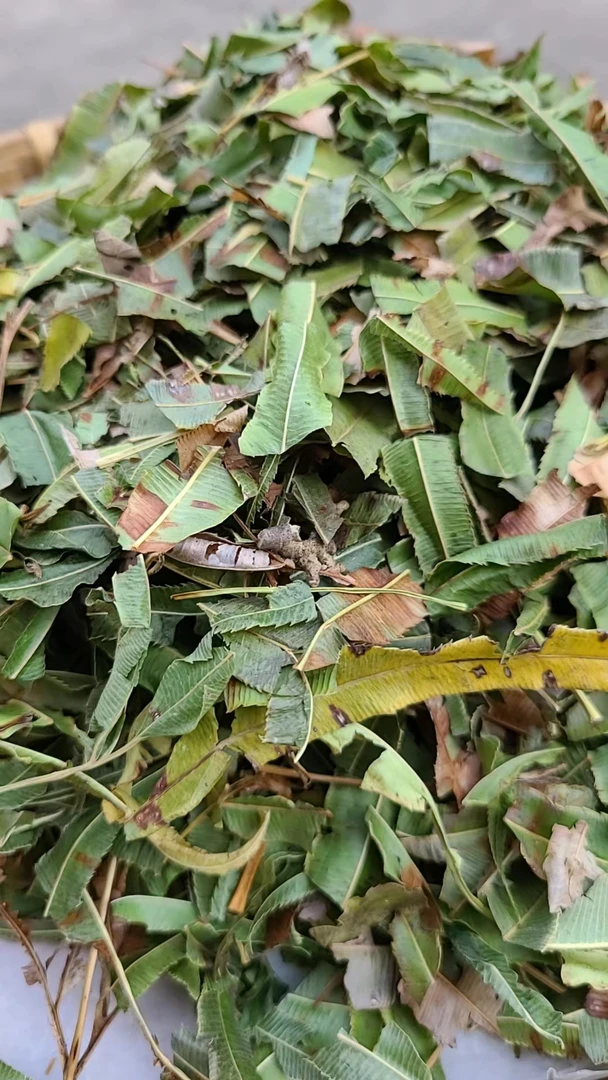 【阿海精选】青灵草