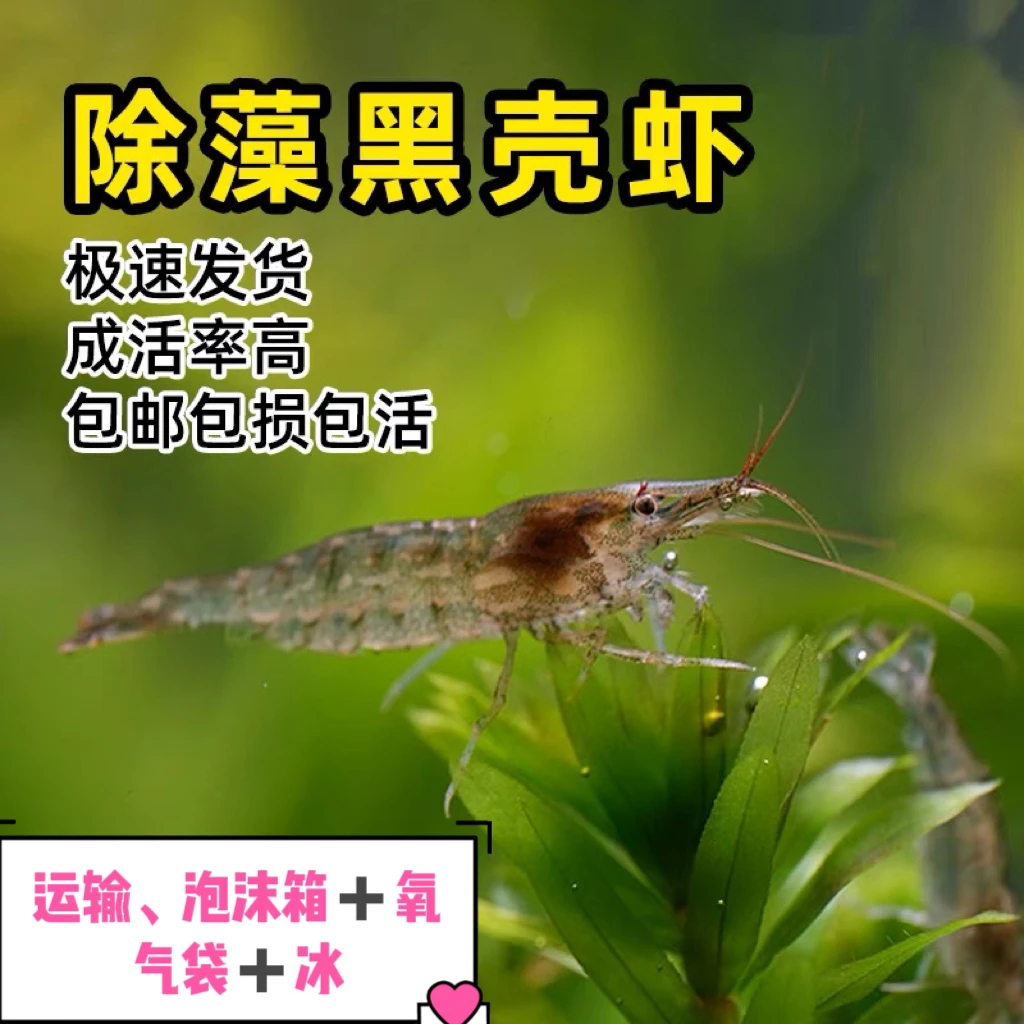 除藻虾黑壳虾观赏虾专业除藻彩虾草缸工具虾清洁鱼缸清理