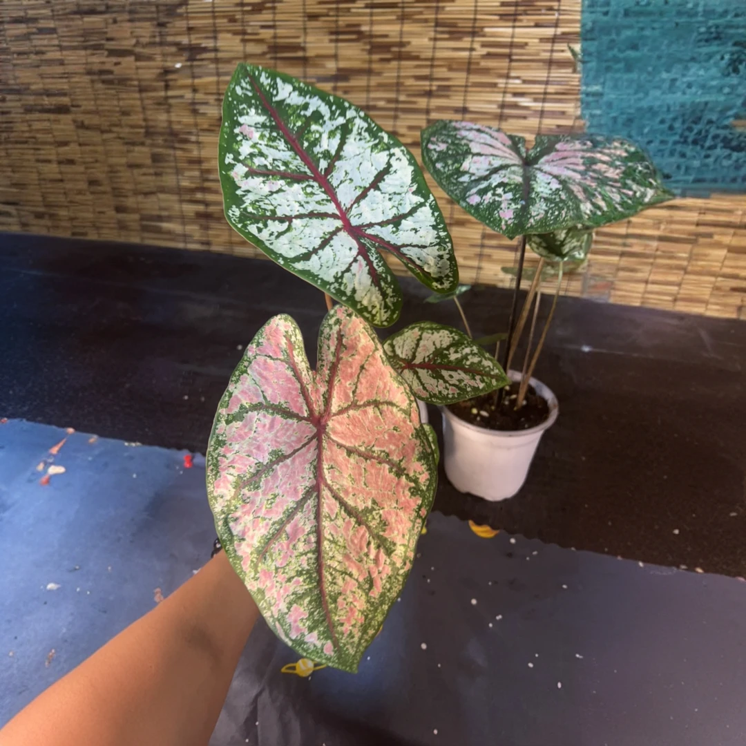 （小刘家）织锦（庆典）彩叶芋 网红室内植物ins风