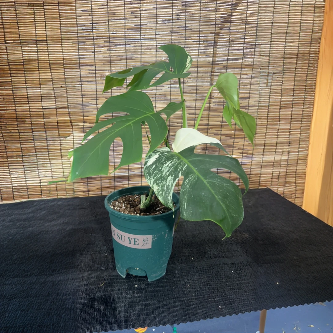 小刘家（福利龟背竹小白龟）网红热植